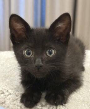 Umbra -  Domestic Short Hair Cat for Adoption in Encinitas, California - Umbra | PetCurious