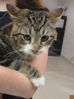 Domestic Short Hair Cats Available for Adoption - Santiago (620) | PetCurious