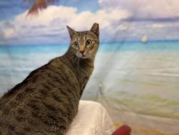 LUZ CLARITA -  Domestic Short Hair Cat for Adoption in Doral, Florida - LUZ CLARITA | PetCurious