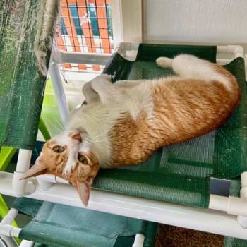 Rescue Domestic Short Hair Cats for Adoption in Honolulu, Hawaii - Ewan | PetCurious