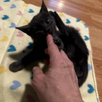 Whiskers -  Domestic Short Hair Cat for Adoption in San Antonio, Texas - Whiskers | PetCurious