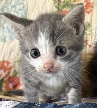Possum -  Domestic Short Hair Cat for Adoption in Olean, New York - Possum | PetCurious