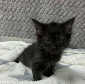 goat -  Domestic Short Hair Cat for Adoption in Lampasas, Texas - Goat | PetCurious