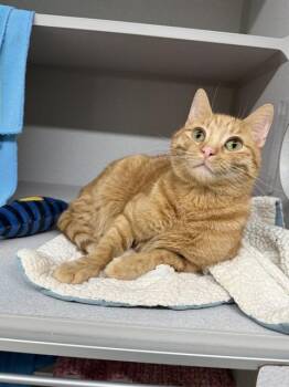 Domestic Short Hair Cats Available for Adoption in Omaha, Nebraska - PIPPIN | PetCurious