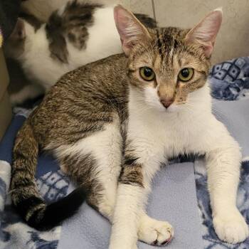 Domestic Short Hair Cats Available for Adoption in Kanab, Utah - Tria | PetCurious