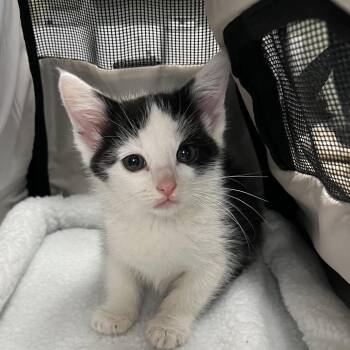 Ribbit -  Domestic Short Hair Cat Available for Adoption in Mt. Juliet, Tennessee - Ribbit | PetCurious
