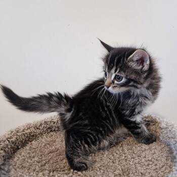 Snicker -  Domestic Short Hair Cat for Adoption in Jefferson City, Tennessee - Snicker | PetCurious