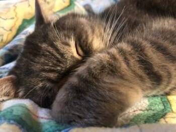 Rescue Domestic Short Hair Cats for Adoption in Jackson, Wyoming - **Courtesy Listing** Stripes | PetCurious