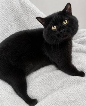 Domestic Short Hair Cats Available for Adoption in Greensboro, North Carolina - Marvin | PetCurious