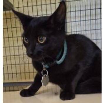Ebony -  Domestic Short Hair Cat for Adoption in New York, New York - Ebony | PetCurious