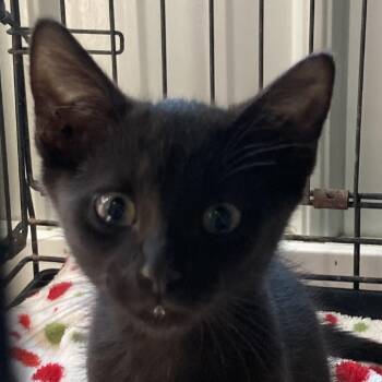 Chaos -  Domestic Short Hair Cat for Adoption in Marion, Illinois - Chaos | PetCurious