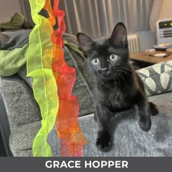 Grace Hopper -  Domestic Short Hair Cat for Adoption in Toronto, Ontario - Grace Hopper | PetCurious
