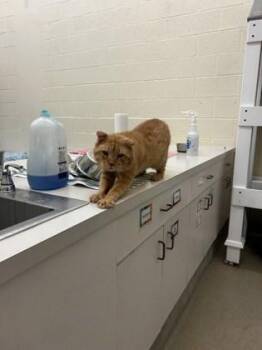 Caleb -  Domestic Short Hair Cat for Adoption in Vero Beach, Florida - Caleb | PetCurious
