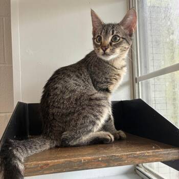 Simmer Down -  Domestic Short Hair Cat for Adoption in Carencro, Louisiana - Simmer Down | PetCurious