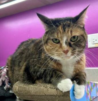Doralee -  Calico Cat for Adoption in Downers Grove, Illinois - Doralee | PetCurious