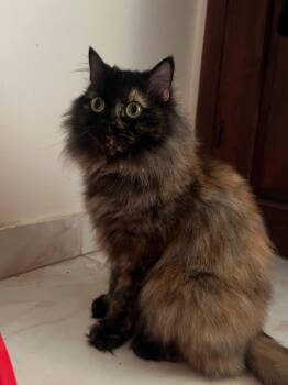 Loli Jan -  Siberian and Himalayan Cat for Adoption in Brampton, Ontario - Loli Jan | PetCurious