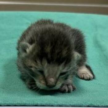 Juri Han -  Domestic Short Hair Cat for Adoption in Redmond, Washington - Juri Han | PetCurious