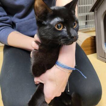 Rescue Domestic Short Hair Cats for Adoption in Nantucket, Massachusetts - Morticia | PetCurious