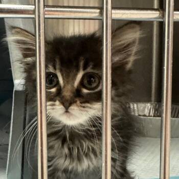 Okapi -  Domestic Long Hair Cat for Adoption in Salt Lake City, Utah - Okapi | PetCurious