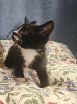 Troll -  Domestic Short Hair Cat for Adoption in Evansville, Indiana - Troll | PetCurious