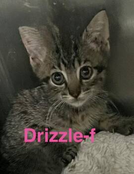 Tabby and Domestic Short Hair Cats Available for Adoption in Brookhaven, Mississippi - Drizzle 26 | PetCurious