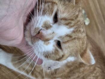 Rescue American Shorthair Cats for Adoption in Huntsburg, Ohio - Bert | PetCurious