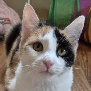 Jackie -  Domestic Short Hair Cat for Adoption in Tioga, Pennsylvania - Jackie | PetCurious