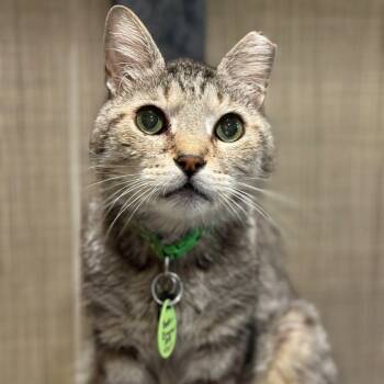 Rescue Domestic Short Hair Cats for Adoption in Tucson, Arizona - Buster Brown | PetCurious