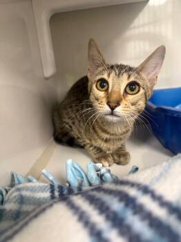 Julianna -  Domestic Short Hair Cat for Adoption in Corpus Christi, Texas - Julianna | PetCurious