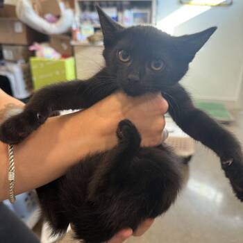 Toad -  Domestic Short Hair Cat for Adoption in Louisville, Kentucky - Toad | PetCurious