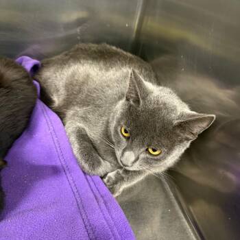 Petey -  Domestic Short Hair Cat for Adoption in Spokane, Washington - Petey | PetCurious