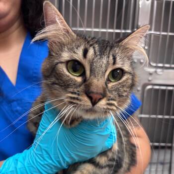 Domestic Short Hair Cats Available for Adoption in Goleta, California - Kanga | PetCurious