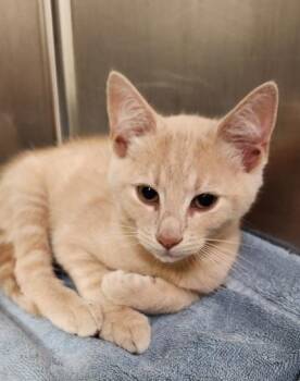 Quebec -  Domestic Short Hair Cat for Adoption in Fairfax, Virginia - Quebec | PetCurious