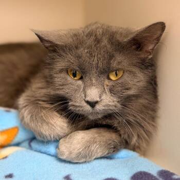 Domestic Medium Hair Cats Available for Adoption - Newton | PetCurious