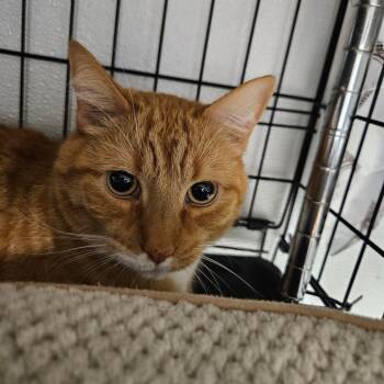 Frankie -  Domestic Short Hair Cat for Adoption in Chilliwack, British Columbia - Frankie | PetCurious