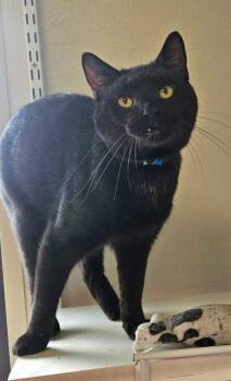 Tux -  Domestic Medium Hair Cat for Adoption in Fremont, Ohio - Tux | PetCurious