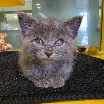The Fly -  Domestic Short Hair Cat for Adoption in Abilene, Texas - The Fly | PetCurious