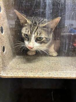 PHIL -  Domestic Short Hair Cat for Adoption in Tallahassee, Florida - PHIL | PetCurious