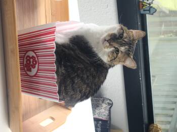 Rescue Tabby Cats for Adoption in Mission Viejo, California - Krystall Aka Kit Kat NWC | PetCurious