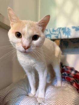 Skipper -  Domestic Short Hair Cat for Adoption in Skippack, Pennsylvania - Skipper | PetCurious