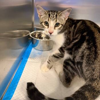 Rescue Domestic Short Hair Cats for Adoption in Greensboro, North Carolina - Potato | PetCurious