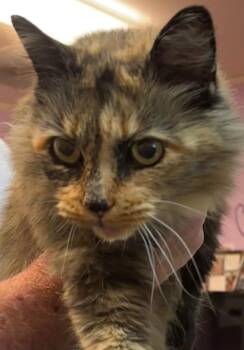 PRISSY -  Domestic Short Hair Cat for Adoption in Elizabethton, Tennessee - PRISSY | PetCurious