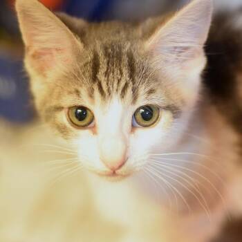 Kali -  Domestic Short Hair Cat for Adoption in Belleville, Illinois - Kali | PetCurious