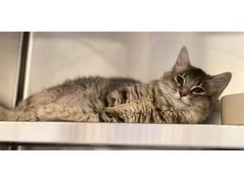 TABITHA -  Domestic Short Hair Cat for Adoption in Fort Wayne, Indiana - TABITHA | PetCurious