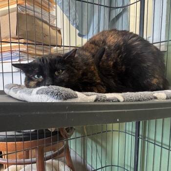 Domestic Short Hair Cats Available for Adoption in Buffalo, New York - Hestia (Violet) | PetCurious