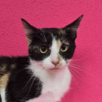 Hera -  Calico Cat for Adoption in Frankfort, Indiana - Hera | PetCurious