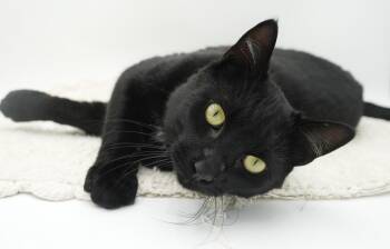 Spooky is sweet and sooo special - therapy shoulder riding lover -  Bombay Cat for Adoption in Bedford Hills, New York - Spooky Is Sweet And Sooo Special - Therapy Shoulder Riding Lover | PetCurious