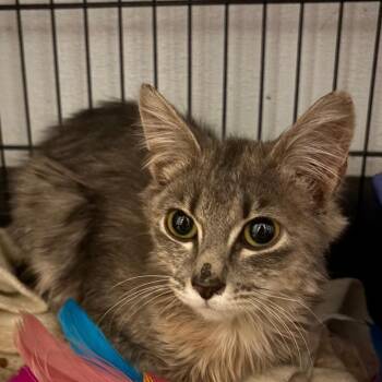 Domestic Short Hair Cats Available for Adoption - Fern | PetCurious