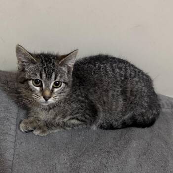 Domestic Short Hair Cats Available for Adoption in Carmel, Indiana - Luna Anne | PetCurious