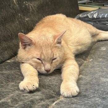 Liam -  Domestic Short Hair Cat for Adoption in Reisterstown, Maryland - Liam | PetCurious